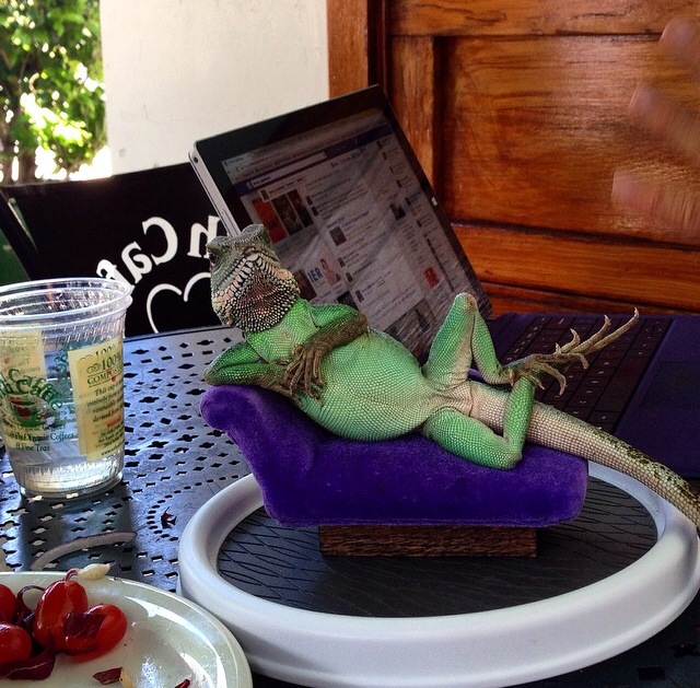 Only In LA Lounging Lizzard