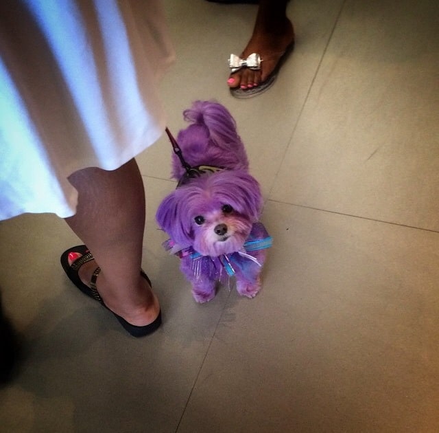 Only In LA: Purple Doggie