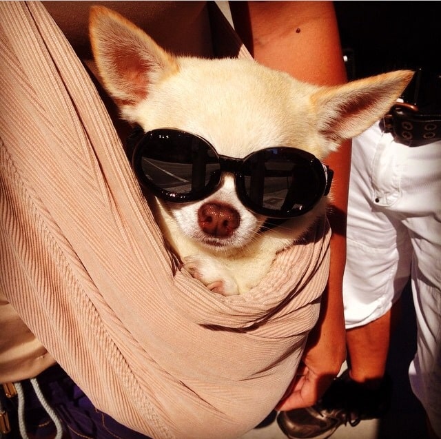 Only In LA: Chihuahua with Shades