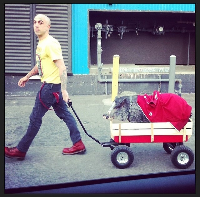 person pulling a Pig In a Wagon on 2015