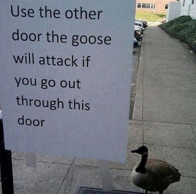 Only In LA: Beware the Angry Goose