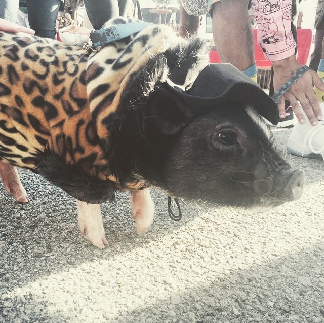 Only In LA: Mr Meat the Leopard Print Wearing Pig