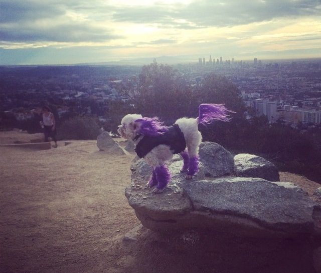 Only In LA. | February 2015