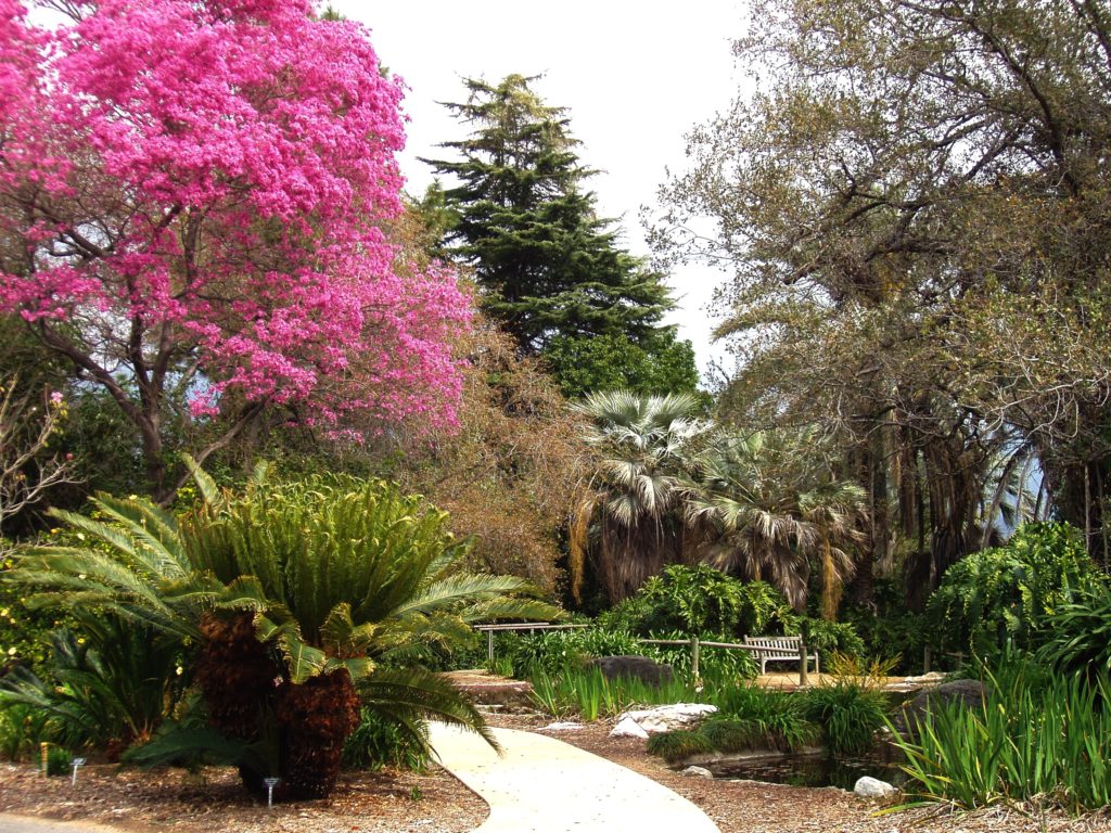 LA_County_Arboretum_-_knoll