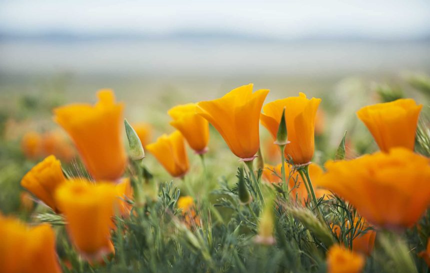 ADVENTURES IN POPPYLAND // THE ANTELOPE VALLEY POPPY RESERVE