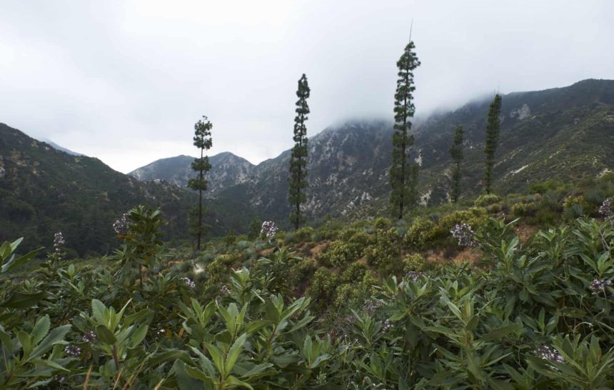 ESCAPE TO ANGELES NATIONAL FOREST // INSPIRED BY BOXED WATER #RETREE